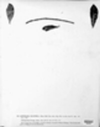 Antennariella elaeophila image